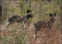 a003_African-wild-dogs,-Save-Valley,-Zimbabwe