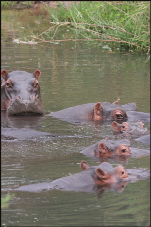 a006_hippos,-Turgwe,-Zimbabwe
