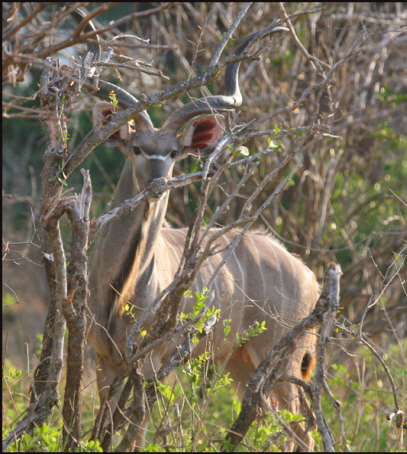 a010_kudu,-Zimbabwe