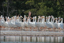 b002_white-pelicans,-Florida-Keys