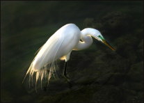 b003_snowy-egret,-Florida-Keys