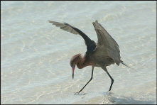 b004_ruddy-heron,-Florida-Keys