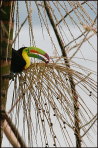 b009_toucan,-Costa-Rica