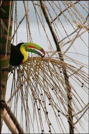 b009_toucan,-Costa-Rica