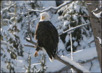 b012_bald-eagle,-Yellowstone