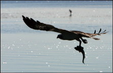 b013_osprey-with-catch,-Florida-Keys