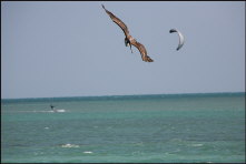 b014_osprey-and-kite-surfer