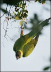 b016_wild-parakeet,-Islamorada