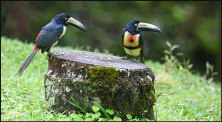 b018_toucans,-Costa-Rica