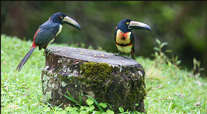 b018_toucans,-Costa-Rica