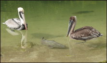 b022_pelicans-and-snook,-Florida-Keys