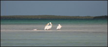 b023_white-pelicans-on-flat,-Florida-Keys