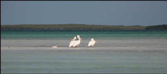 b023_white-pelicans-on-flat,-Florida-Keys