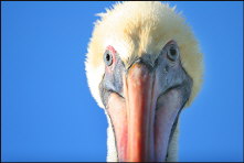 b031_pelican-eyes