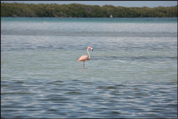b033_wild-flamingo,-Florida-Keys