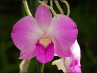 f002_orchid