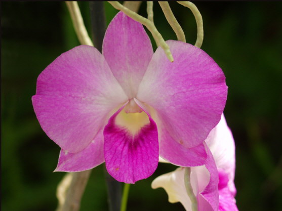 f002_orchid