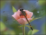 i002_dragonfly