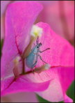 i003_beetle-in-bougainvillea