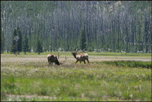 m005_elk,-Idaho