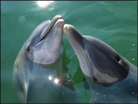 u002_dolphins