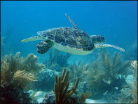 u004_sea-turtle