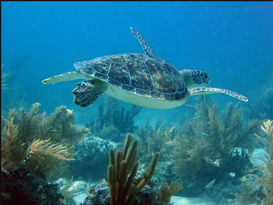 u004_sea-turtle