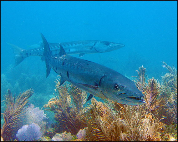u009_barracuda,-Davis-Reef