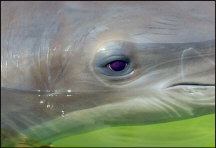 u020_dolphin-eye